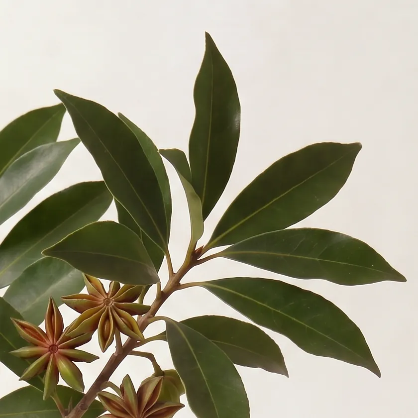 Tinh dầu Đại Hồi – Star Anise · cận nguyên liệu trong ly | Lê Mai