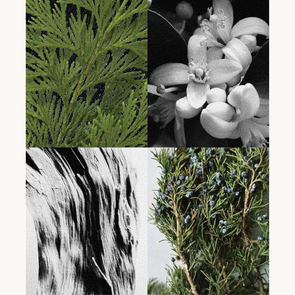 Nước hoa Bách Thụ – Hinoki | Lê Mai