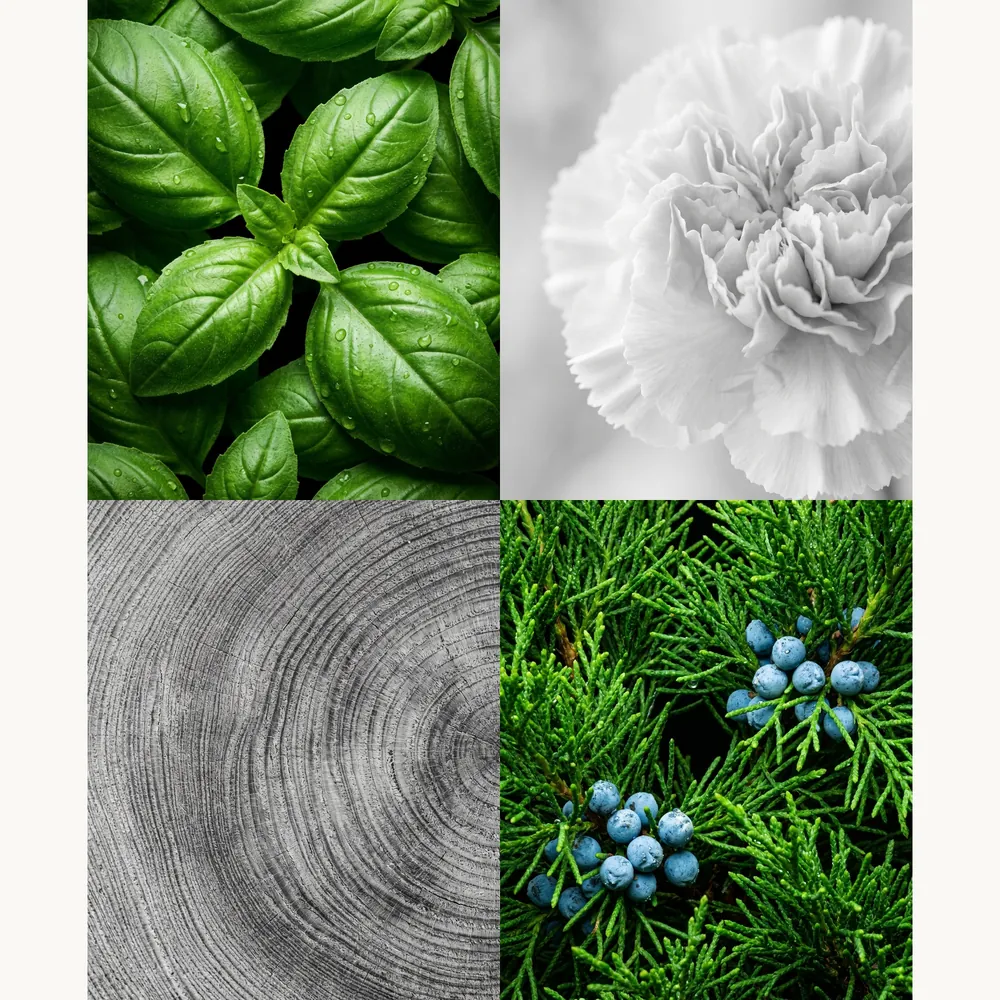 Nước hoa Bách Tùng – Juniper | Lê Mai