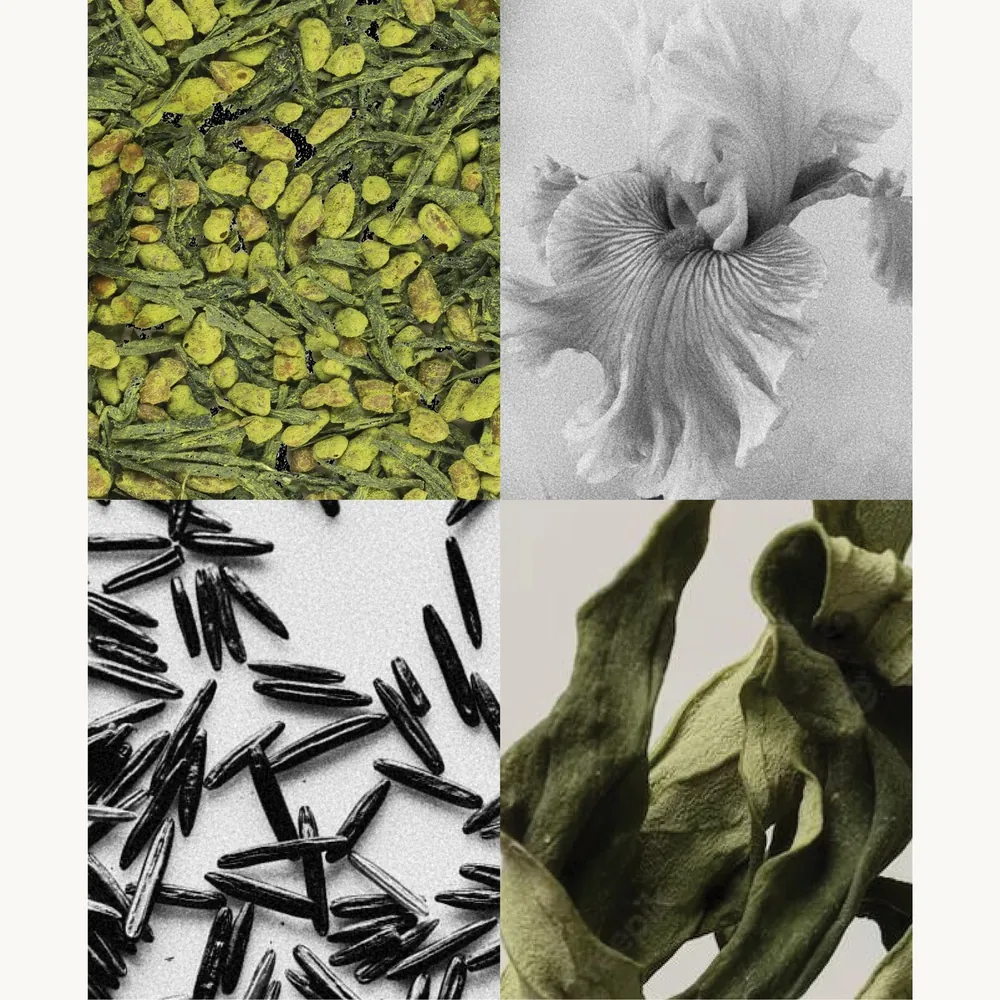 Nước hoa Trà Genmaicha | Lê Mai