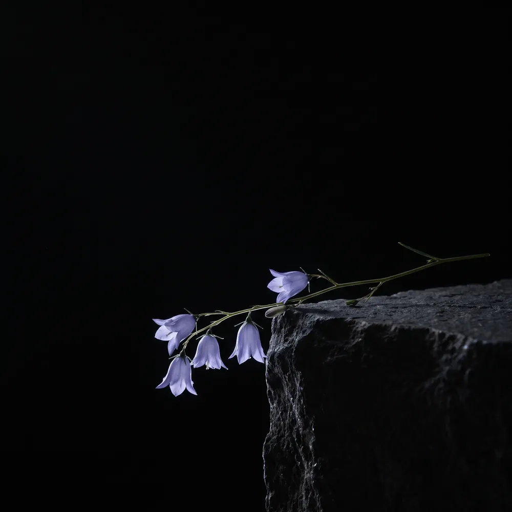 Nước hoa Hoa Chuông – Campanula | Lê Mai