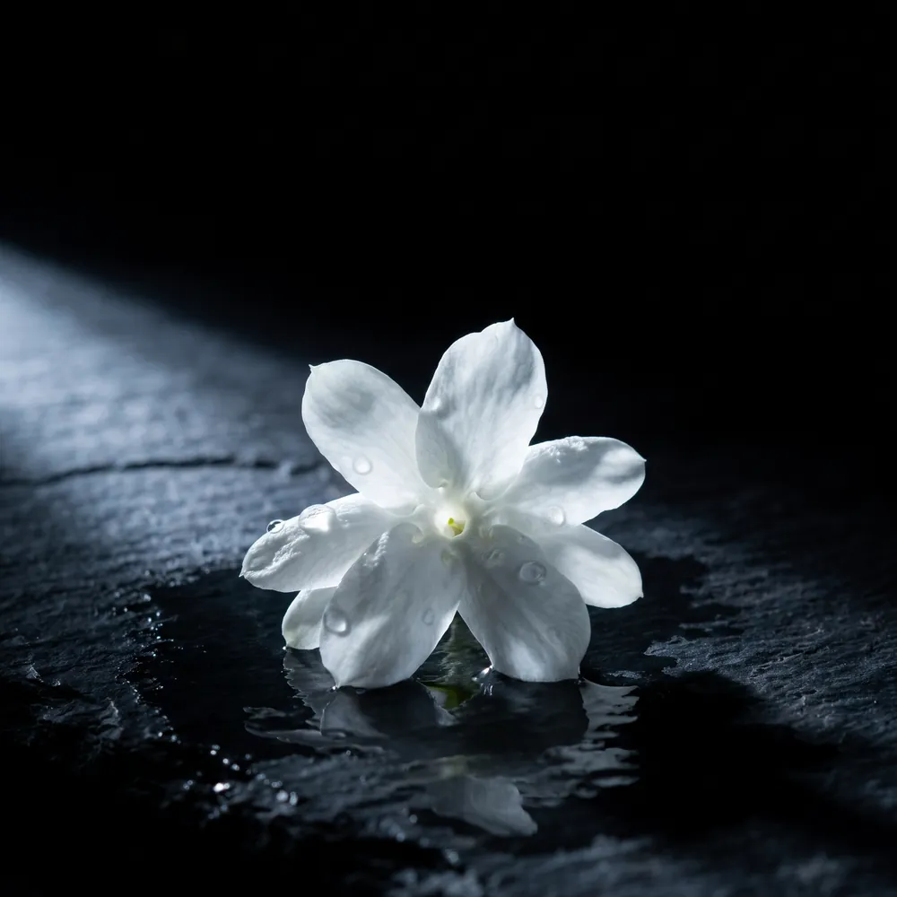 Nước hoa Mai Chiếu Thuỷ – Water Jasmine | Lê Mai