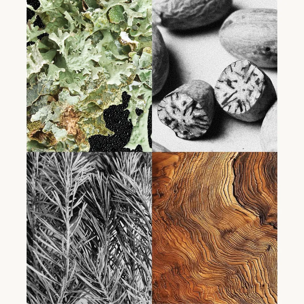 Nước hoa Rêu Sồi – Oakmoss | Lê Mai