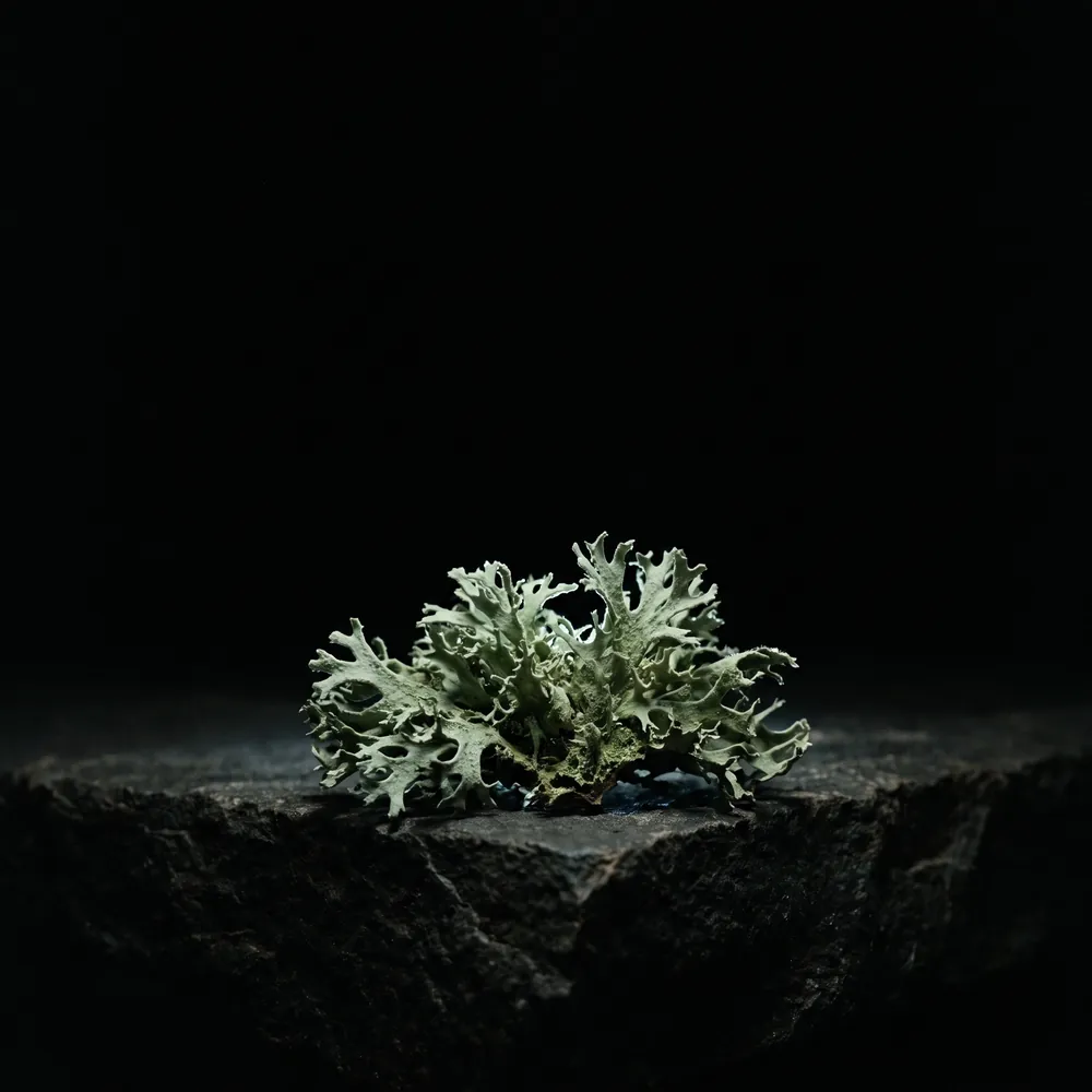 Nước hoa Rêu Sồi – Oakmoss | Lê Mai
