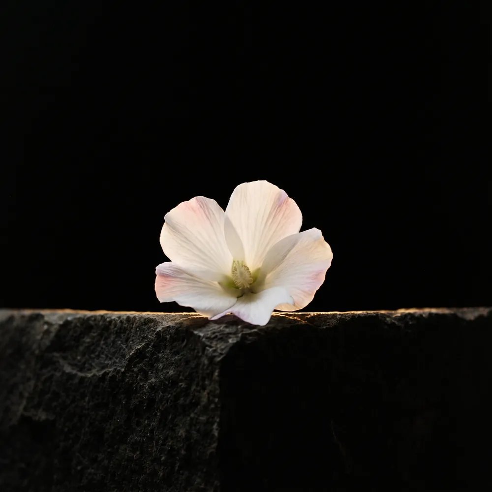 Nước hoa Phù Dung Trắng – White Fuyo | Lê Mai