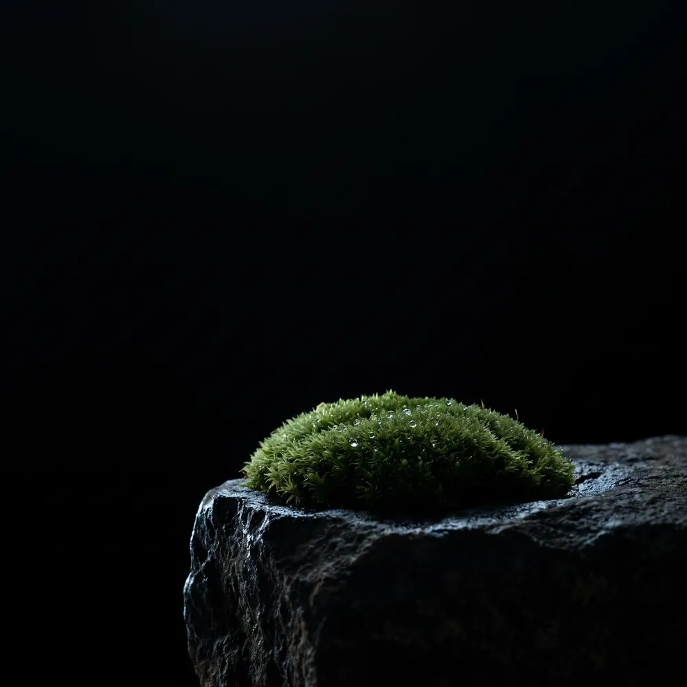 Nước hoa Tảo Nước – Water Moss | Lê Mai