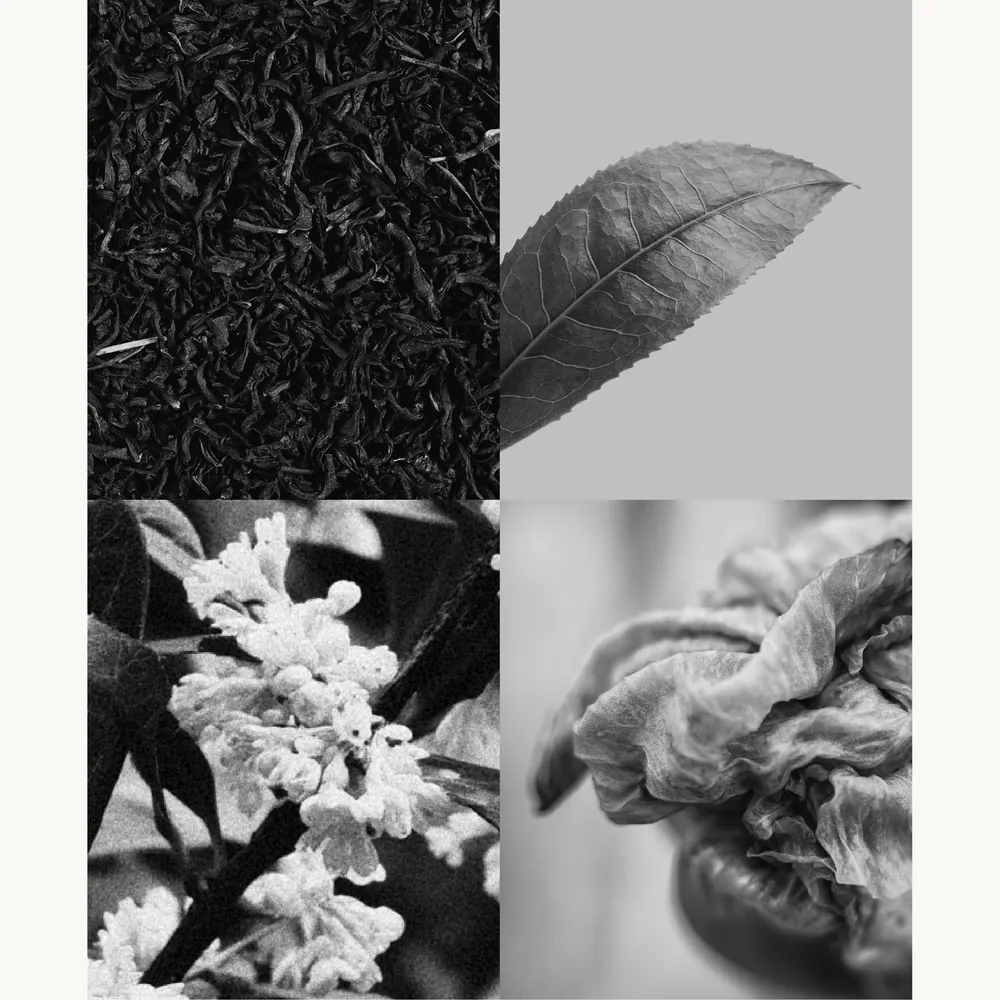 Nước hoa Trà Đen – Black Tea | Lê Mai
