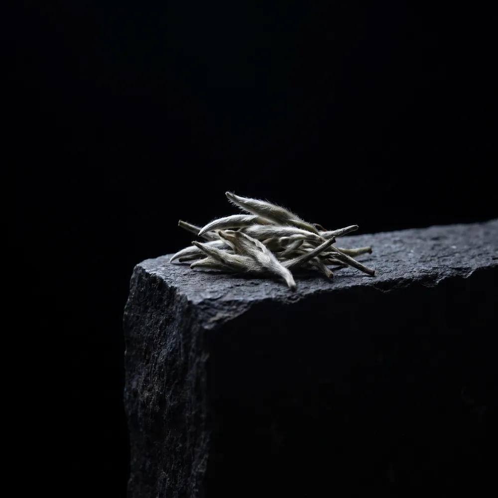 Nước hoa Trà Trắng – White Tea | Lê Mai