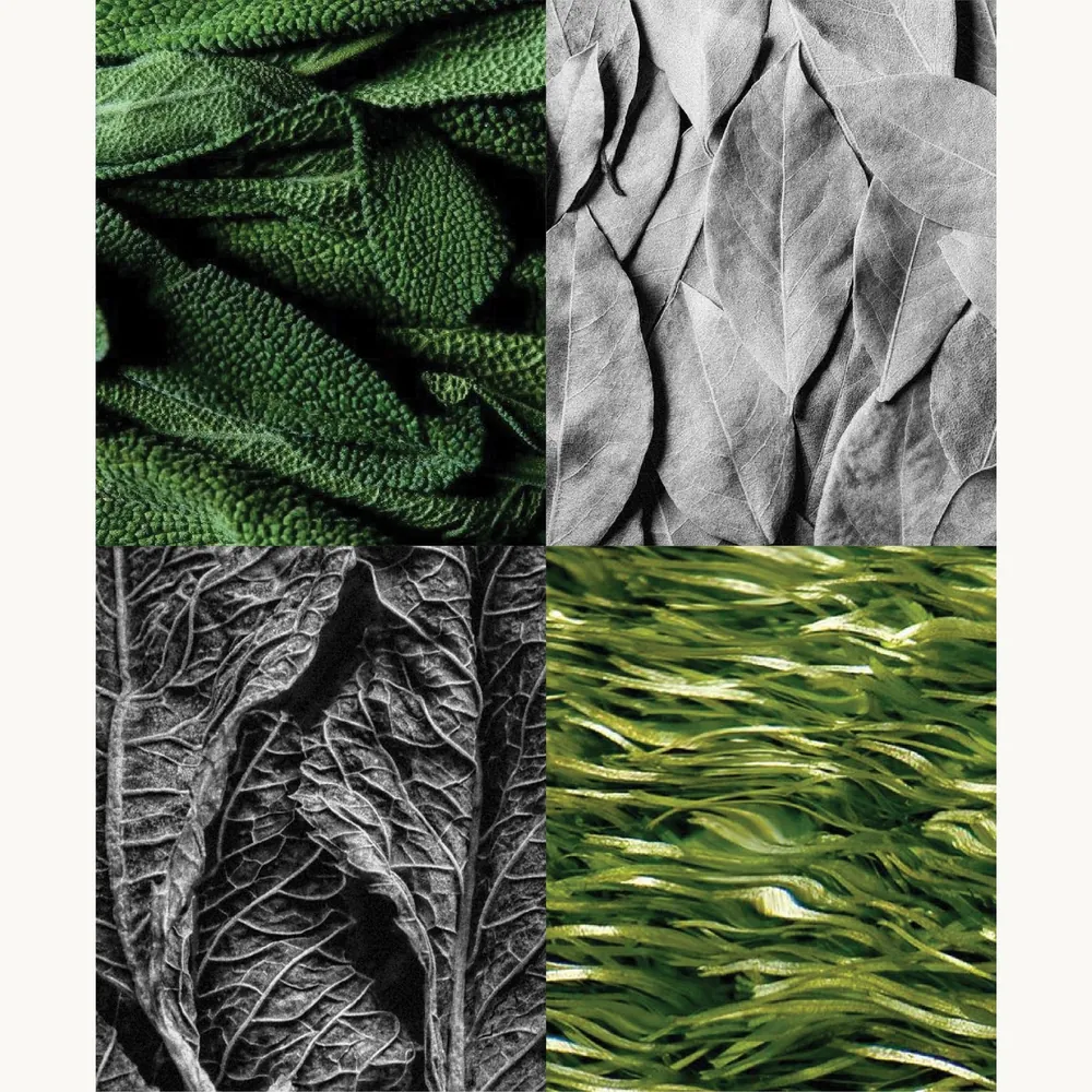Nước hoa Xô Thơm – Wood Sage | Lê Mai