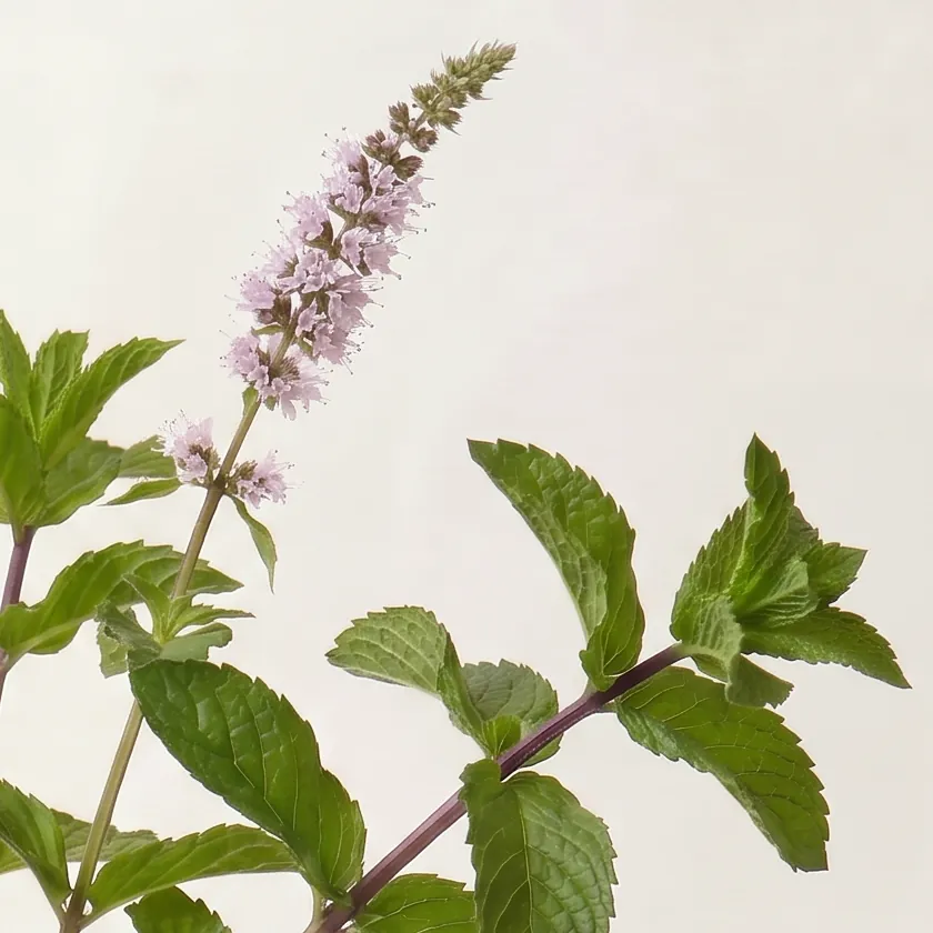 Tinh dầu Bạc Hà Organic – Organic Peppermint · cận nguyên liệu trong ly | Lê Mai