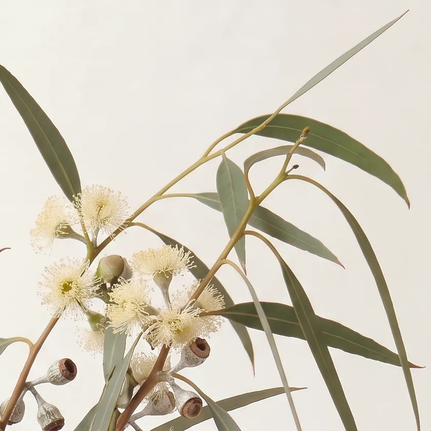 Tinh dầu Bạch Đàn Chanh – Lemon Eucalyptus · cận nguyên liệu trong ly | Lê Mai