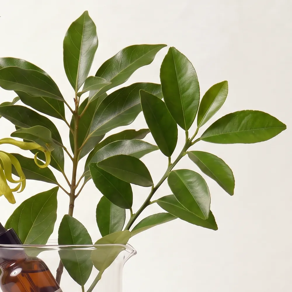 Essential Oil Blend No.919, Nine One Nine · close-up of ingredients in a glass | Lê Mai