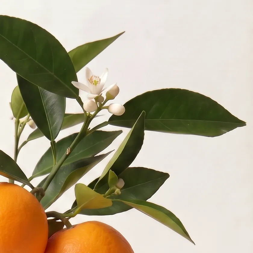 Tinh dầu Cam Ngọt – Sweet Orange · cận nguyên liệu trong ly | Lê Mai