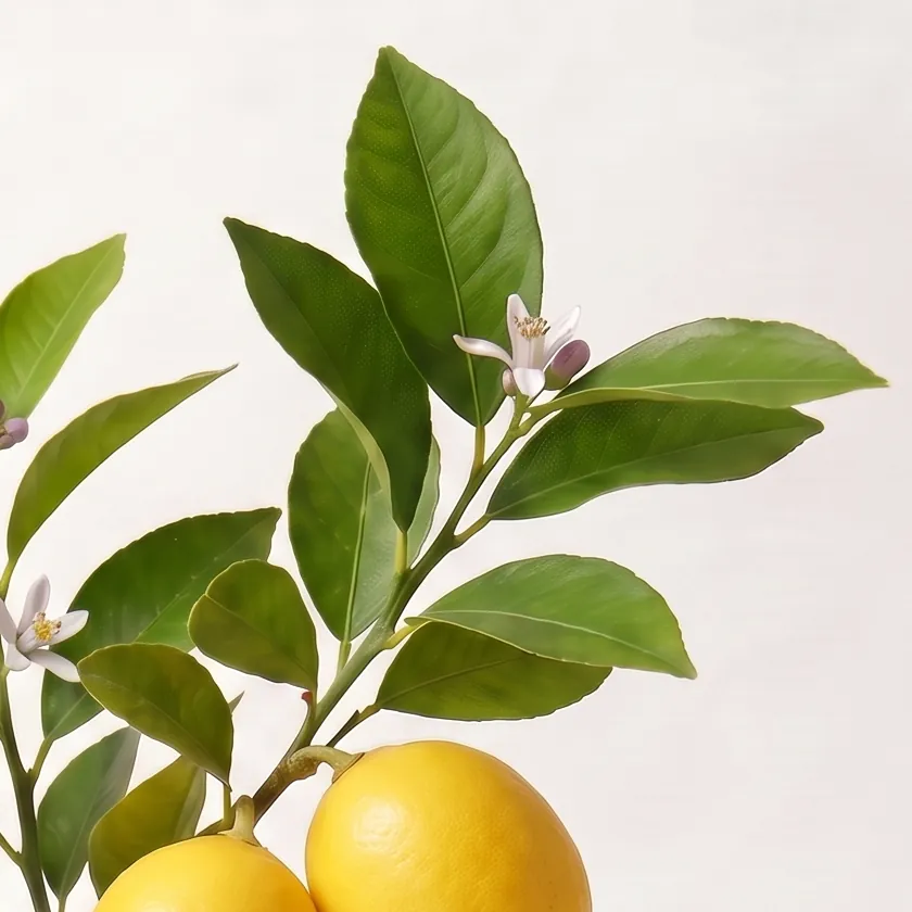 Tinh dầu Chanh – Lemon · cận nguyên liệu trong ly | Lê Mai