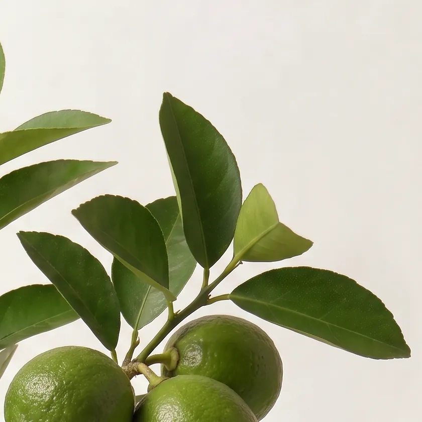 Tinh dầu Chanh Sần – Lime · cận nguyên liệu trong ly | Lê Mai