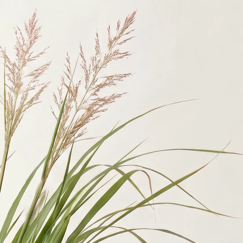 Tinh dầu Cỏ Gừng – Ginger Grass · cận nguyên liệu trong ly | Lê Mai