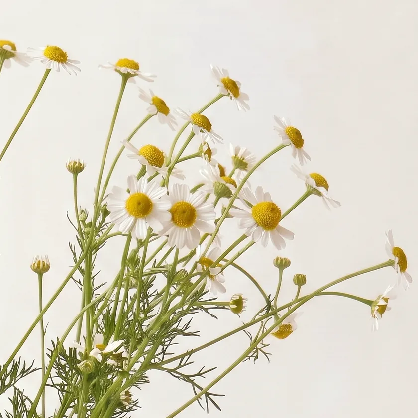 Tinh dầu Cúc Trắng La Mã – White Chamomile · cận nguyên liệu trong ly | Lê Mai
