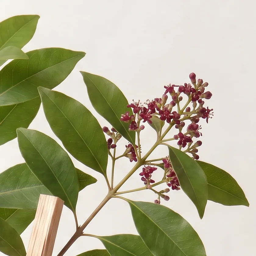Tinh dầu Đàn Hương III – Sandalwood III · cận nguyên liệu trong ly | Lê Mai
