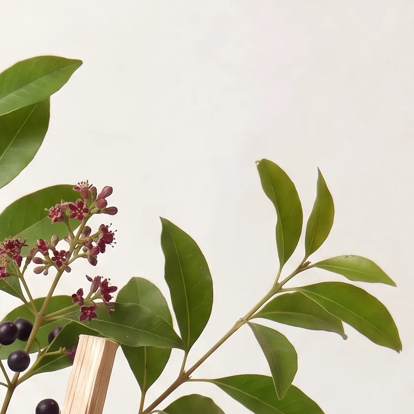 Tinh dầu Đàn Hương – Sandalwood · cận nguyên liệu trong ly | Lê Mai