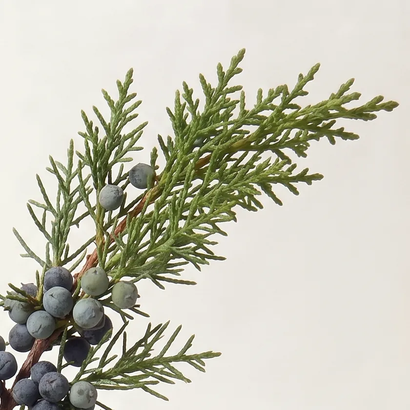 Tinh dầu Đỗ Tùng – Juniper · cận nguyên liệu trong ly | Lê Mai