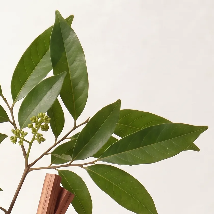 Tinh dầu Gỗ Hồng – Rosewood · cận nguyên liệu trong ly | Lê Mai