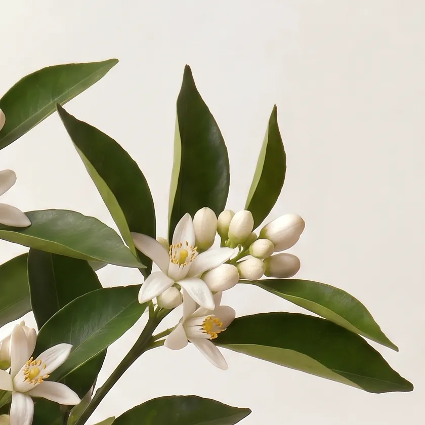 Tinh dầu Hoa Cam – Orange Blossom · cận nguyên liệu trong ly | Lê Mai