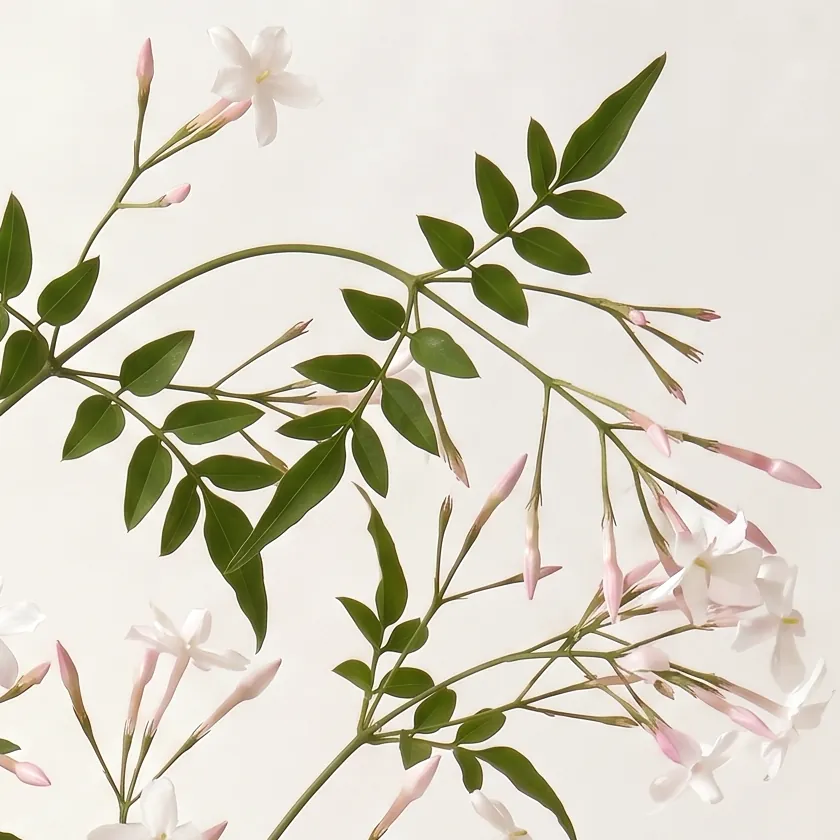 Tinh dầu Hoa Nhài – Jasmine · cận nguyên liệu trong ly | Lê Mai