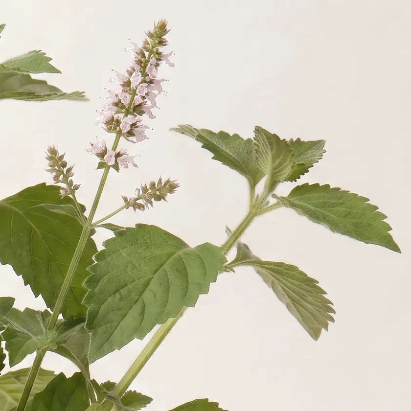 Tinh dầu Hoắc Hương – Patchouli · cận nguyên liệu trong ly | Lê Mai