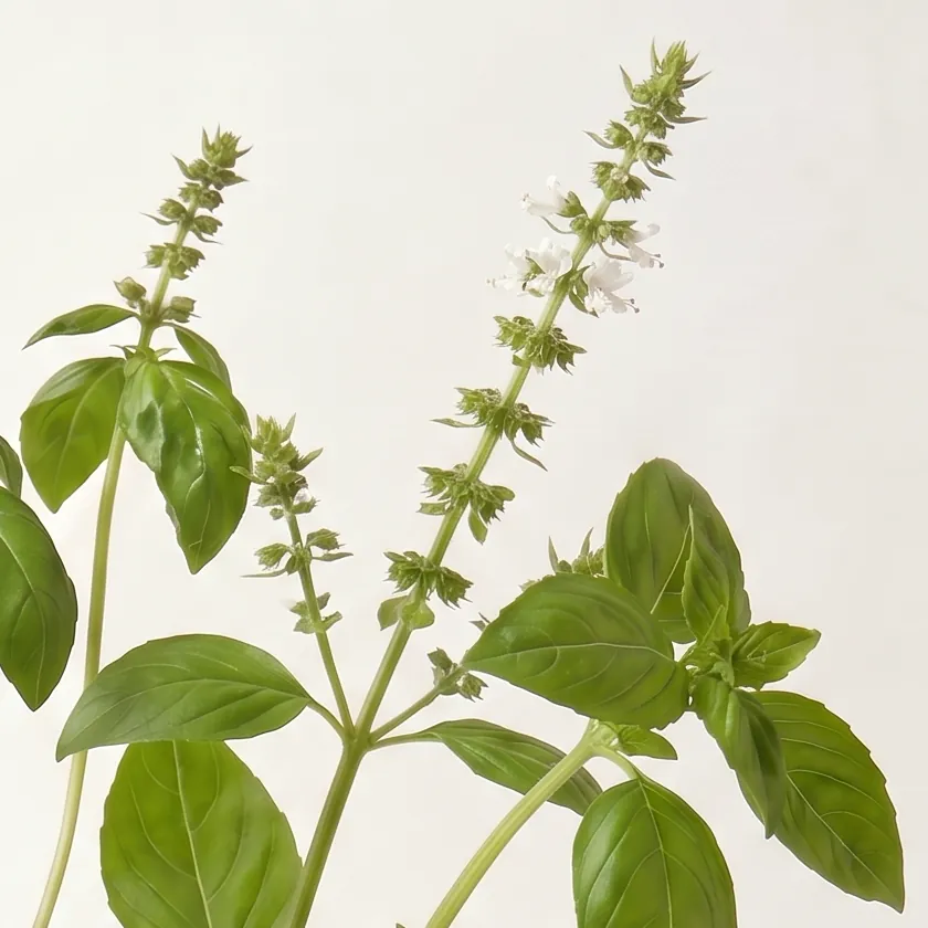 Tinh dầu Húng Quế – Sweet Basil · cận nguyên liệu trong ly | Lê Mai