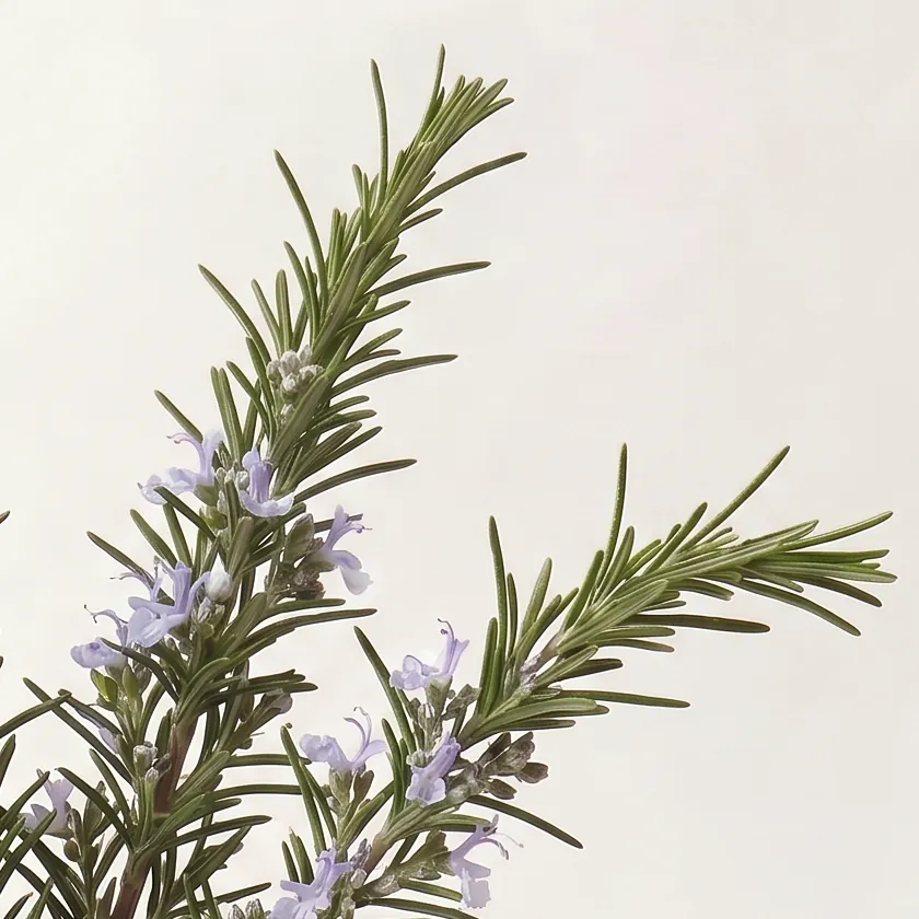 Tinh dầu Hương Thảo – Rosemary · cận nguyên liệu trong ly | Lê Mai