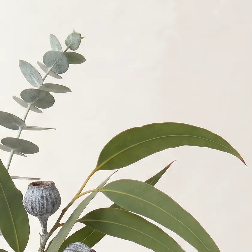 Tinh dầu Khuynh Diệp Globulus – Eucalyptus Globulus · cận nguyên liệu trong ly | Lê Mai