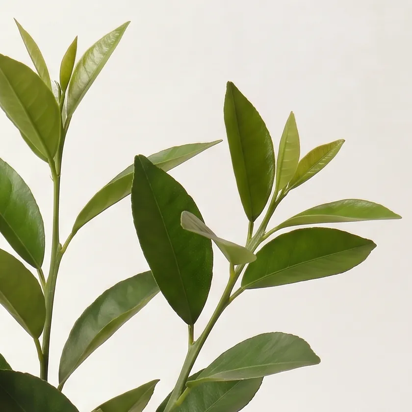 Lemon Leaf Essential Oil · ingredients in a glass, close-up | Lê Mai
