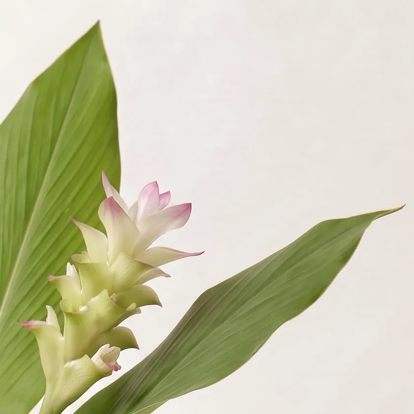 Turmeric Essential Oil · close-up of ingredients in a glass | Lê Mai