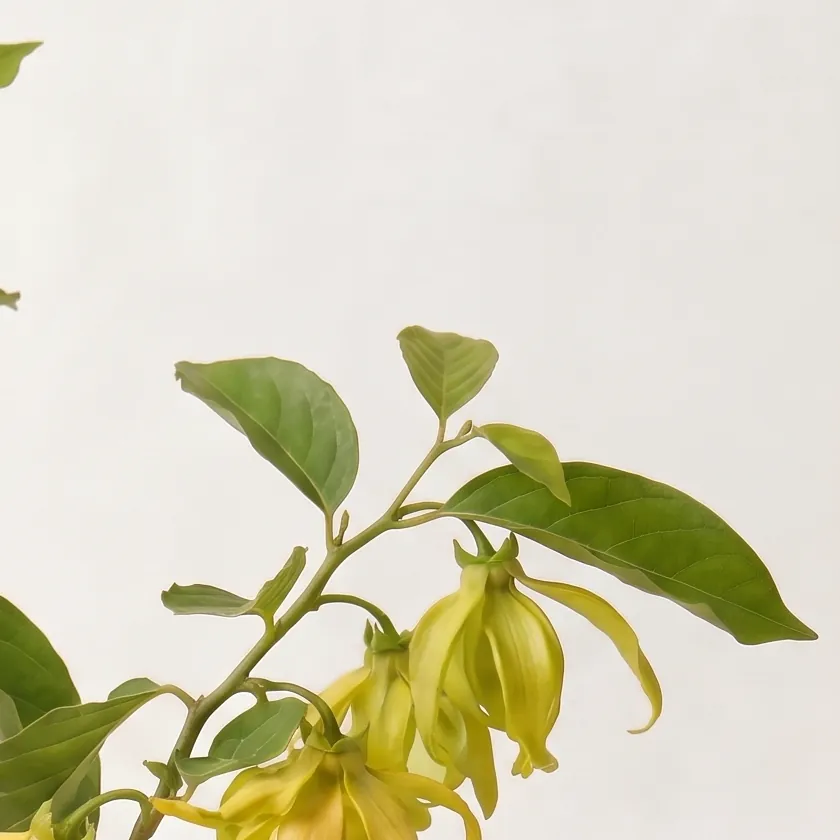 Tinh dầu Ngọc Lan Tây – Ylang Ylang · cận nguyên liệu trong ly | Lê Mai