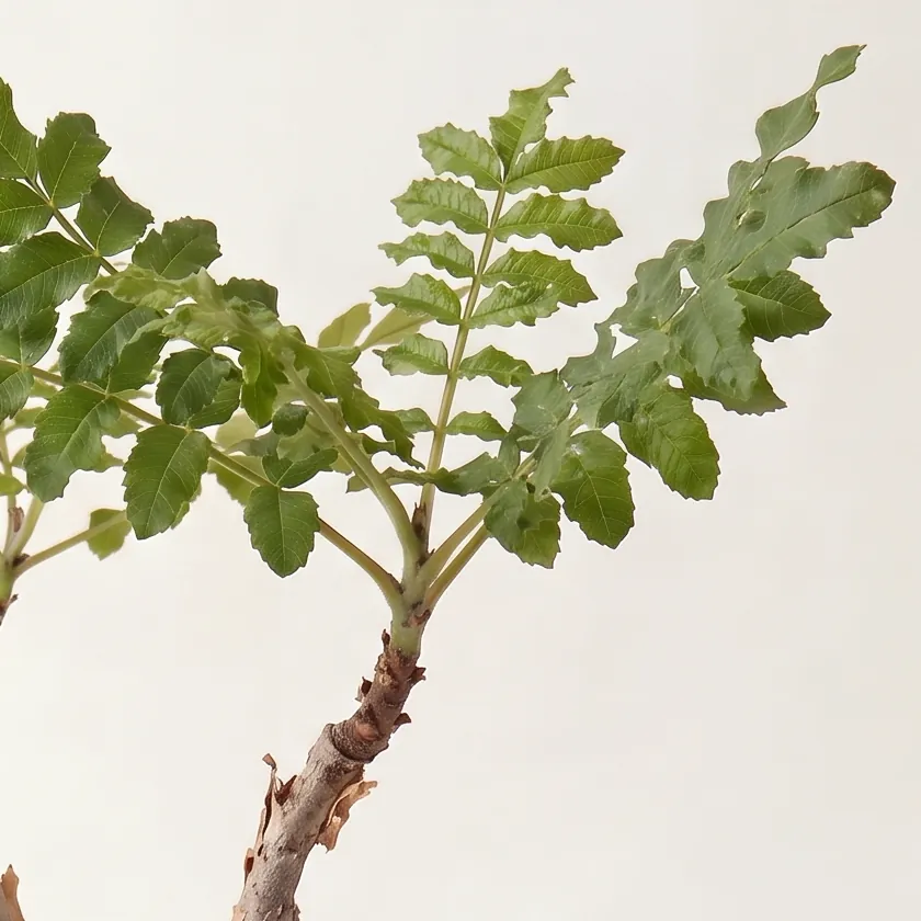 Tinh dầu Nhũ Hương – Frankincense · cận nguyên liệu trong ly | Lê Mai