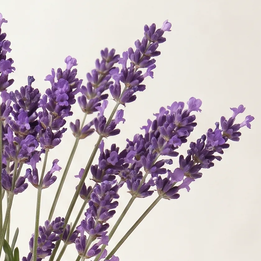Lavender Essential Oil No.052 · close-up of ingredients in a glass | Lê Mai