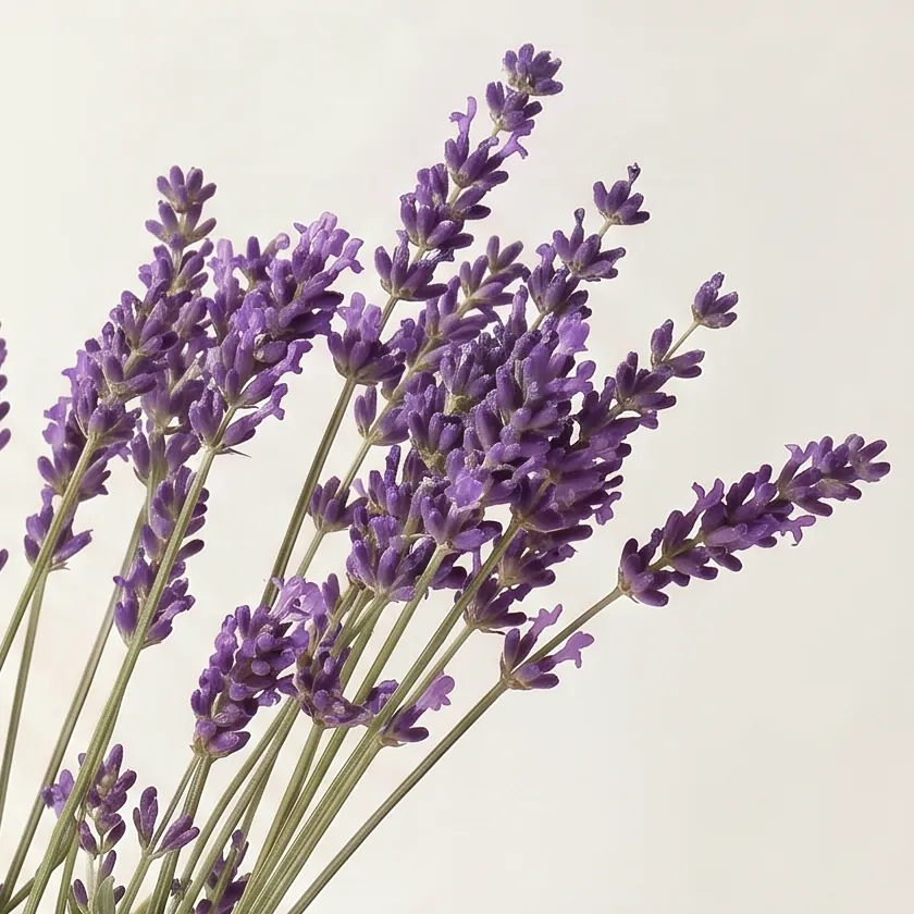Tinh dầu Oải Hương Organic – Organic Lavender · cận nguyên liệu trong ly | Lê Mai