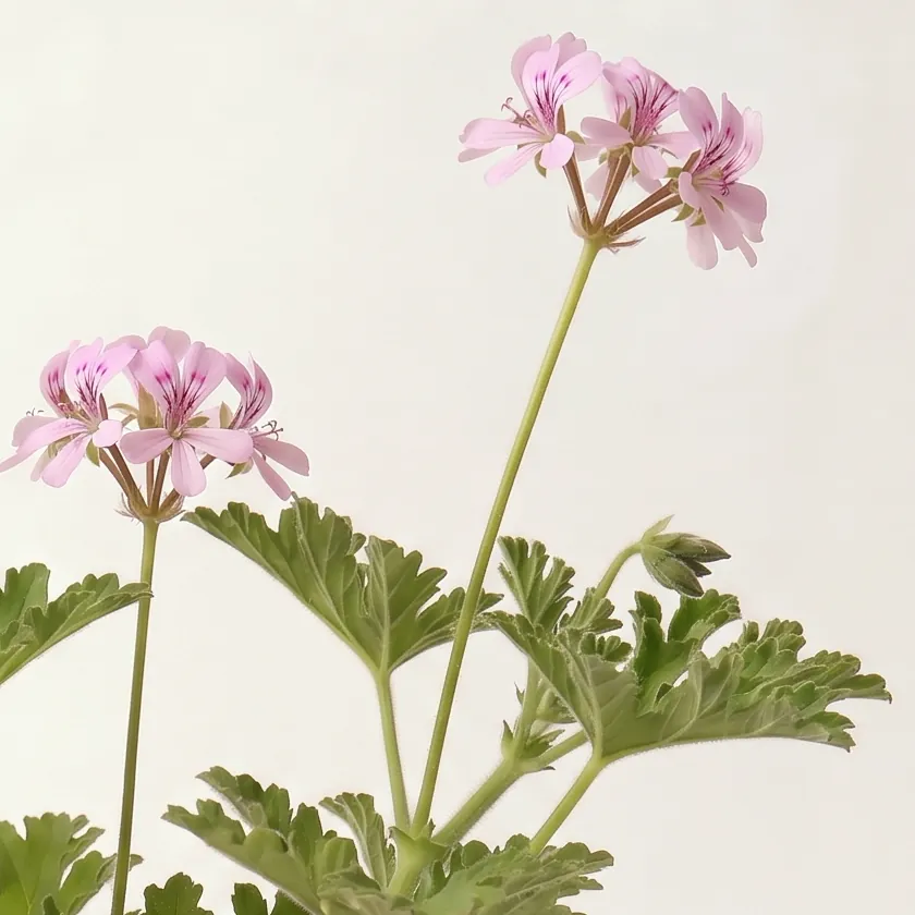 Tinh dầu Phong Lữ – Geranium · cận nguyên liệu trong ly | Lê Mai