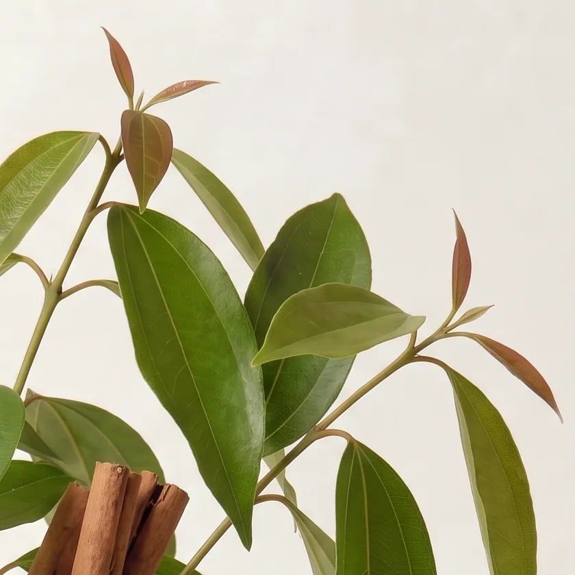 Tinh dầu Quế Ceylon – Ceylon Cassia · cận nguyên liệu trong ly | Lê Mai