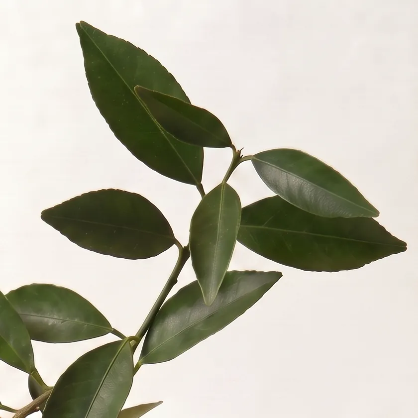 Tinh dầu Quýt – Mandarin · cận nguyên liệu trong ly | Lê Mai