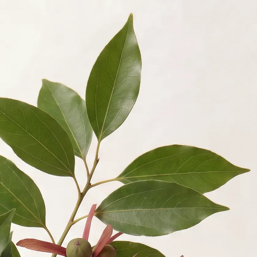 Tinh dầu Rã Hương – Camphora · cận nguyên liệu trong ly | Lê Mai