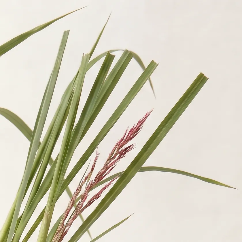 Tinh dầu Sả Chanh – Lemongrass · cận nguyên liệu trong ly | Lê Mai