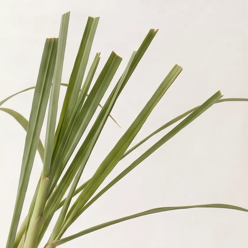Tinh dầu Sả Chanh Organic – Organic Lemongrass · cận nguyên liệu trong ly | Lê Mai