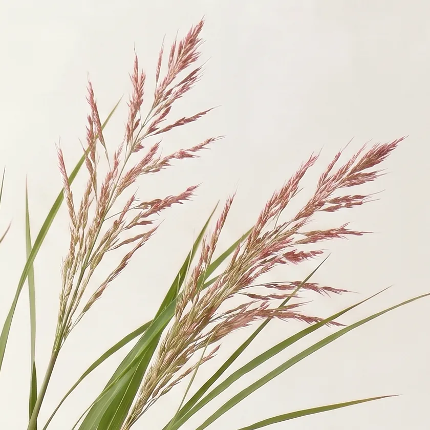 Palmarosa Essential Oil No.063 · close-up of ingredients in a glass | Lê Mai