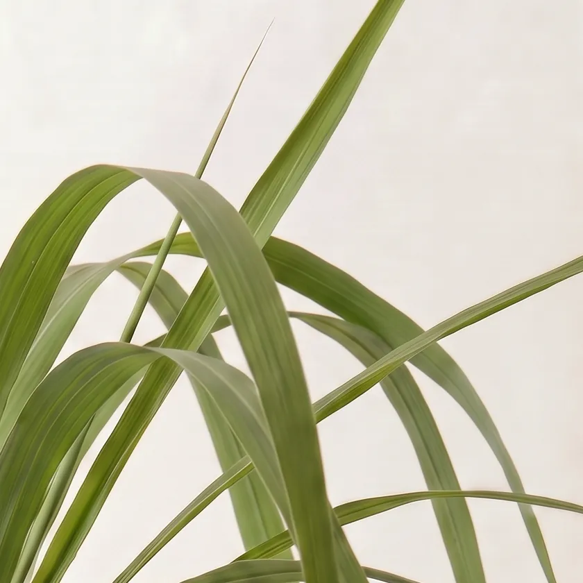 Citronella Essential Oil · ingredients close-up in a glass | Lê Mai