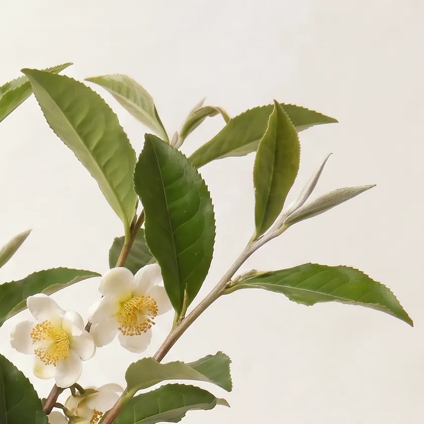 Tinh dầu Trà Trắng II – White Tea II · cận nguyên liệu trong ly | Lê Mai