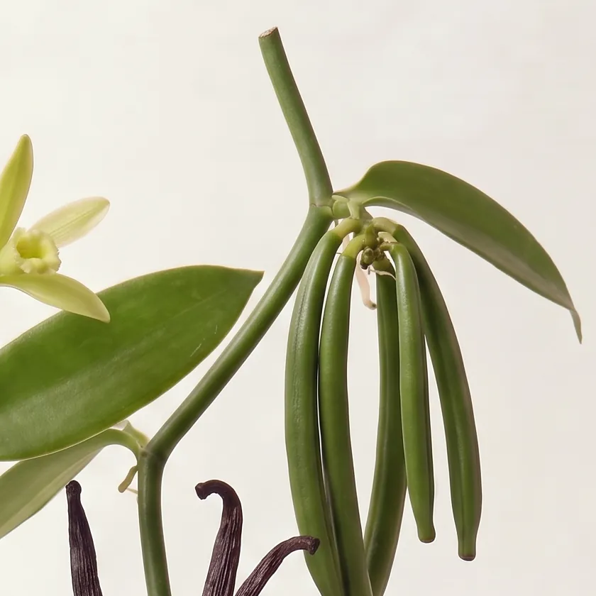 Tinh dầu Vani – Vanilla · cận nguyên liệu trong ly | Lê Mai