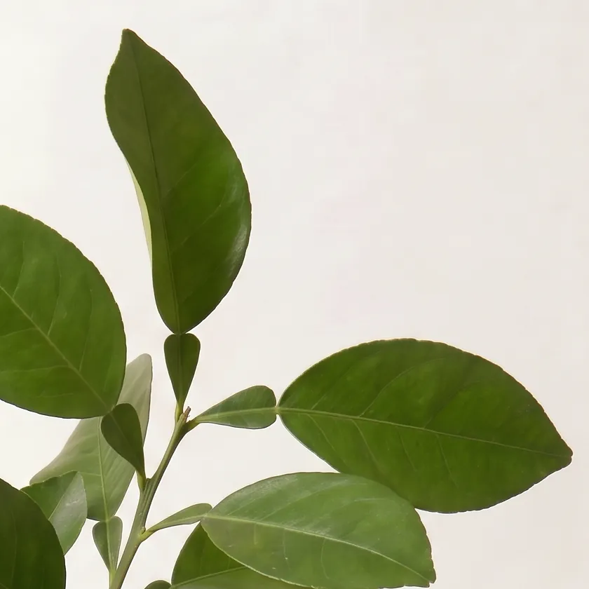 Pomelo Essential Oil · close-up of ingredients in a glass | Lê Mai
