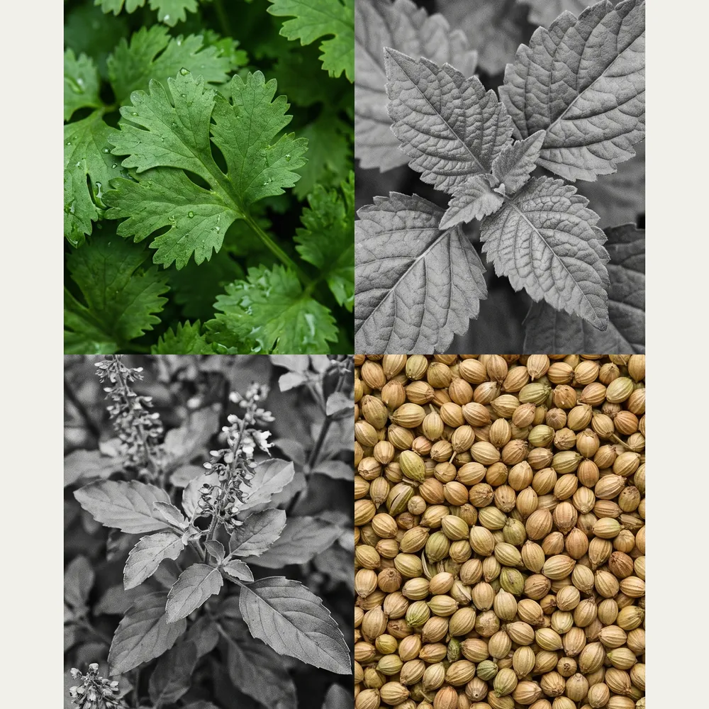 Mixed Herbs Ta Artisanal Soap · ingredients | Lê Mai